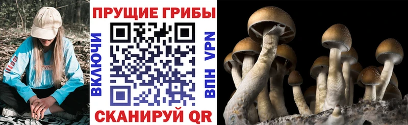 Псилоцибиновые грибы мицелий  Купить где  Малоархангельск 